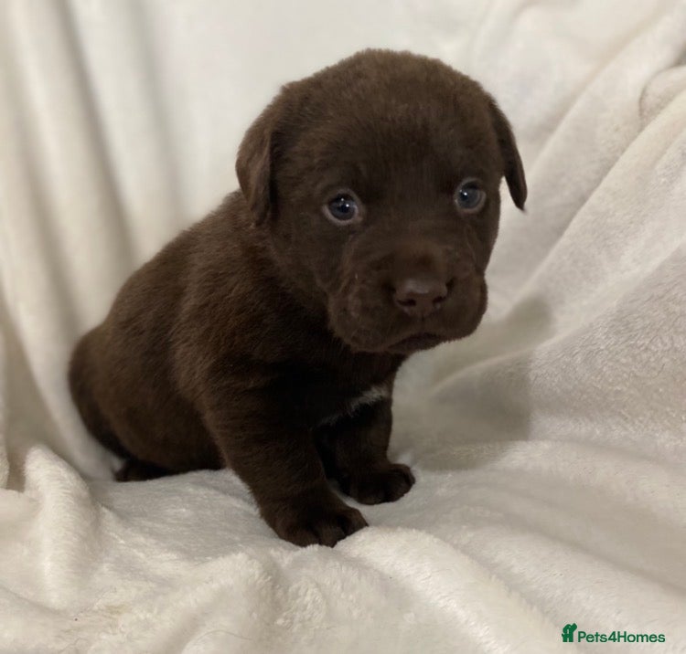 Labrador Retriever dogs Kc registered labradors - Advert 7