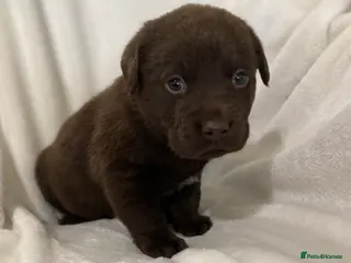 Labrador Retriever dogs Kc registered labradors - Advert 7