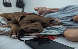 American Bull Staffy dogs for sale: Sweet Bully needs a home - Advert 5