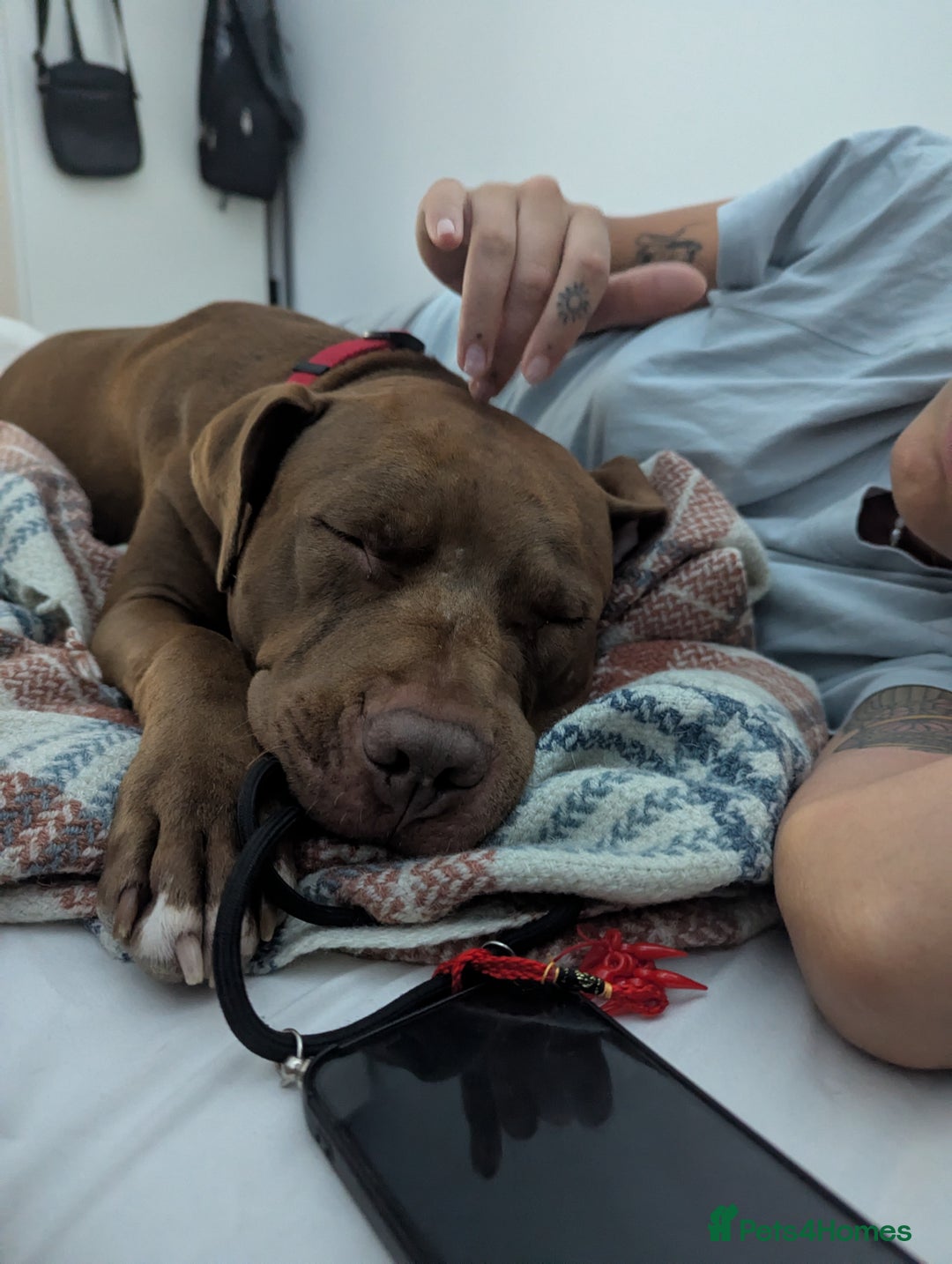 American Bull Staffy dogs for sale: Sweet Bully needs a home - Advert 5