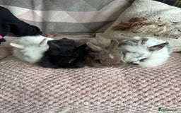 Lionhead rabbits for sale: Baby lionhead rabbits  - Image 1