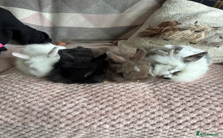 Lionhead rabbits - Advert 2