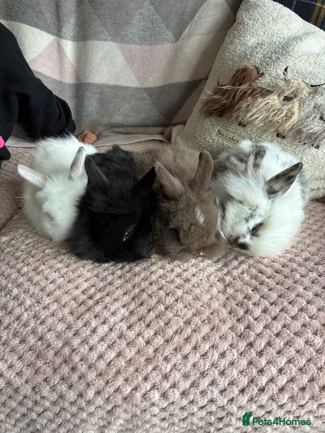 Lionhead rabbits for sale: Baby lionhead rabbits  - Image 1