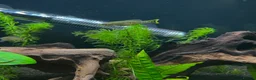 Live Bearers fish for sale: Ameca splendens/Butterfly splitfin - Advert 2