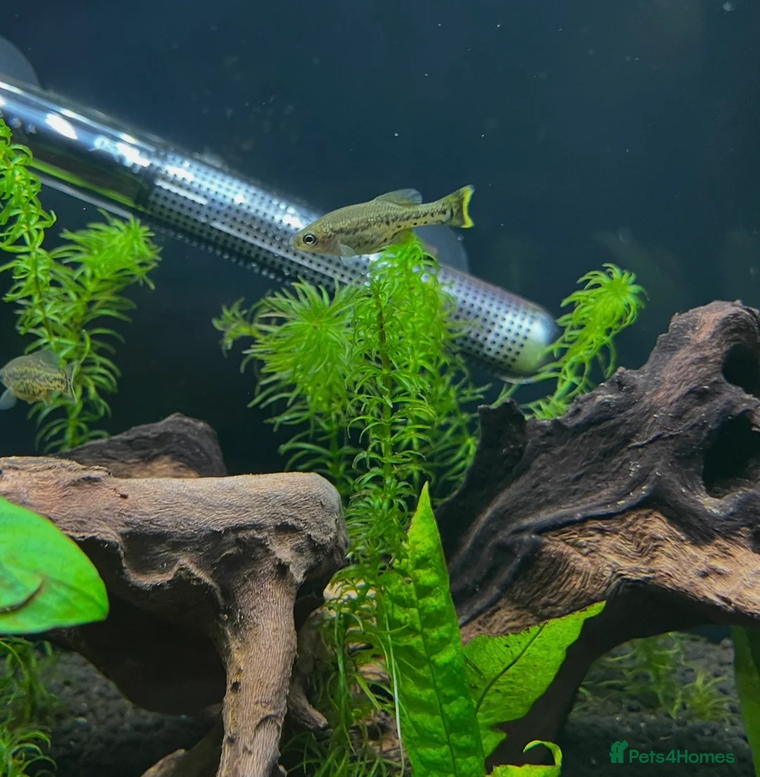 Live Bearers fish for sale: Ameca splendens/Butterfly splitfin - Advert 2