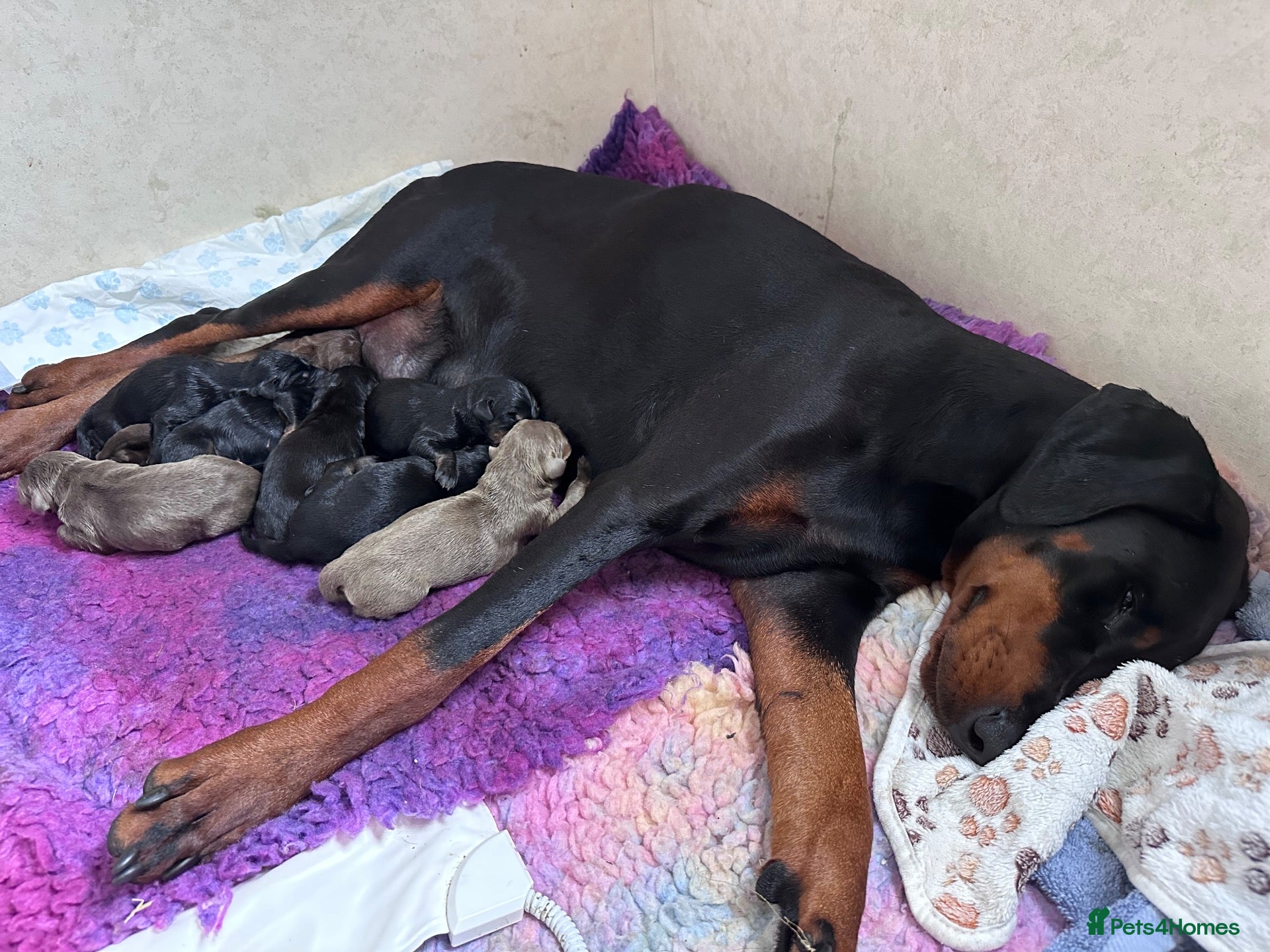 Dobermann dogs KC registered MALE Doberman puppies - Advert 1