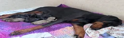 Dobermann dogs for sale: KC registered MALE Doberman puppies - Advert 1