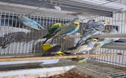 Budgerigars birds for sale: Budgies for sale Birmingham  - Image 7