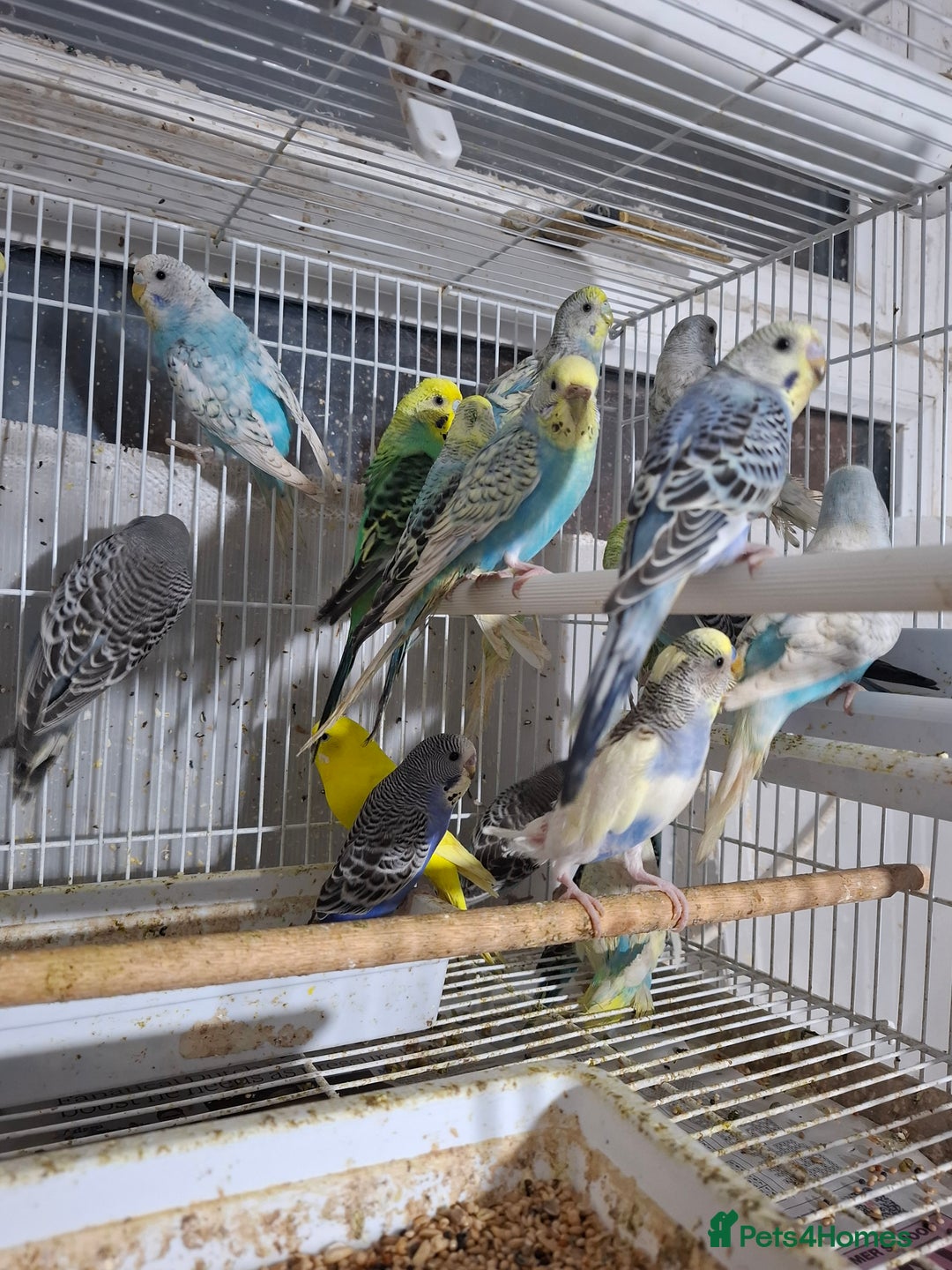 Budgerigars birds for sale: Budgies for sale Birmingham  - Image 7