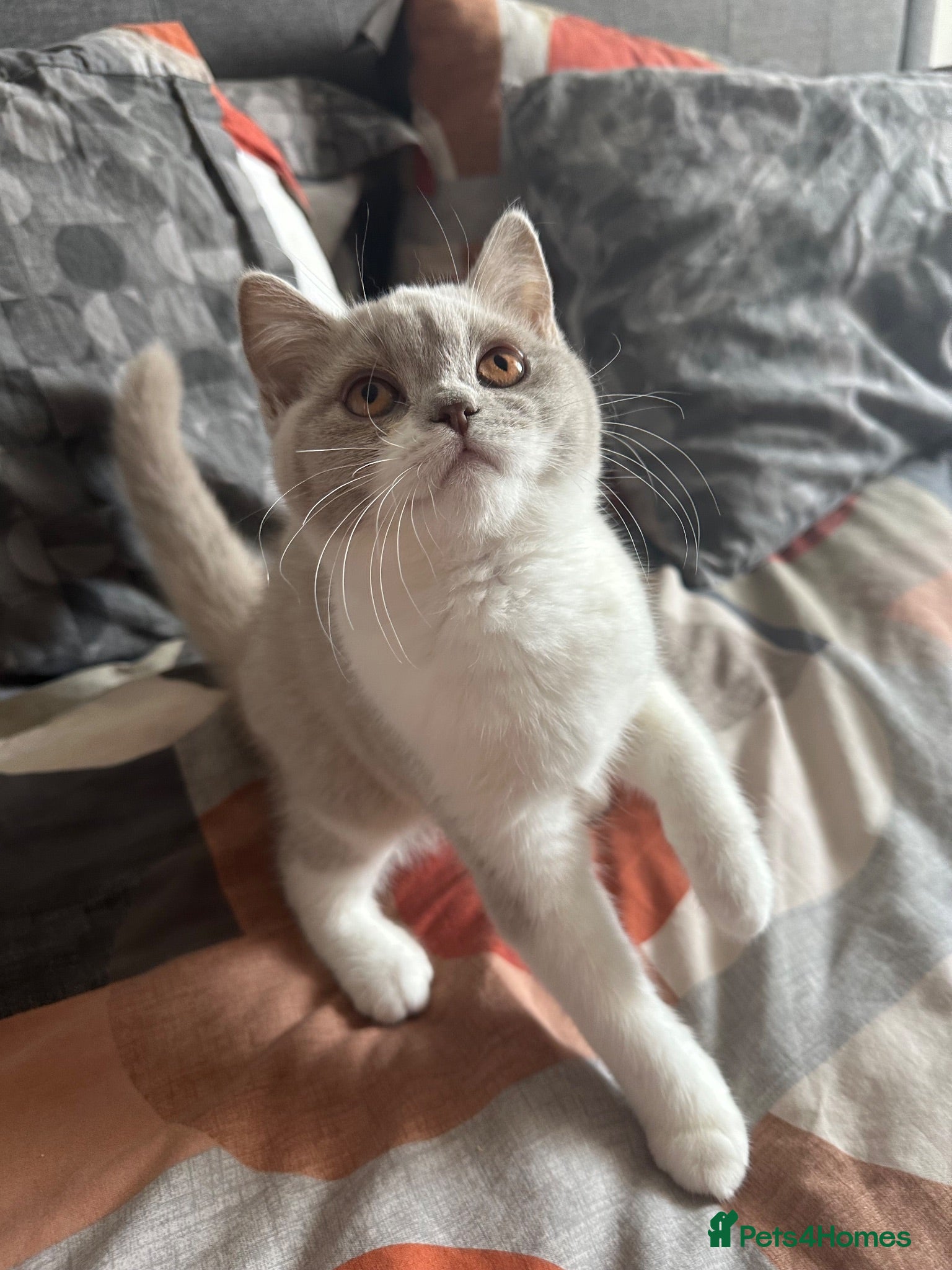 British Shorthair cats Ready now Lilac and white female BSH  - Advert 1