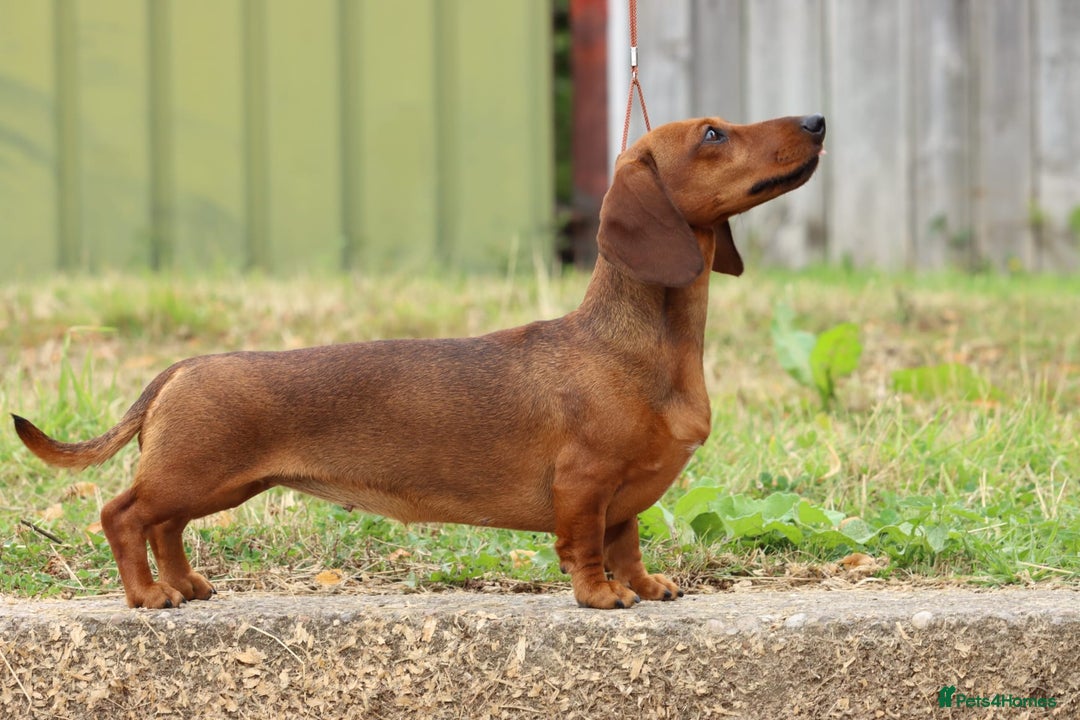 Miniature Dachshund dogs for sale: Outstanding Litter KC Reg Health Tested Parents - Image 3