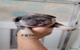 French Bulldog dogs for sale: Frenchie Pups - Image 2