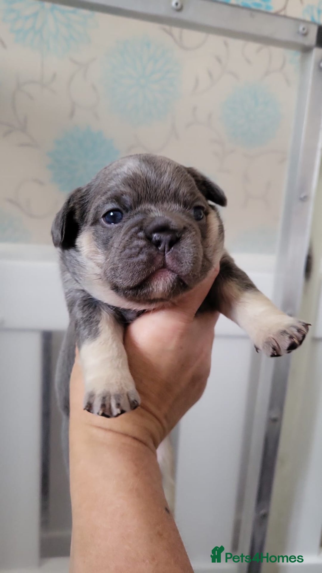 French Bulldog dogs for sale: Frenchie Pups - Image 2