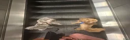 Mixed Breed dogs for sale: Rehoming 2 beautiful dogs  in London - Advert 11