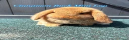 Mini Lop rabbits for sale: Mini Lops in Cradley Heath - Advert 5