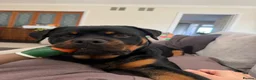 Rottweiler dogs for sale: Ronnie  - Advert 5