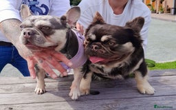French Bulldog dogs for sale: French bulldog , merle, platinum, fluffy carriers. - Image 34