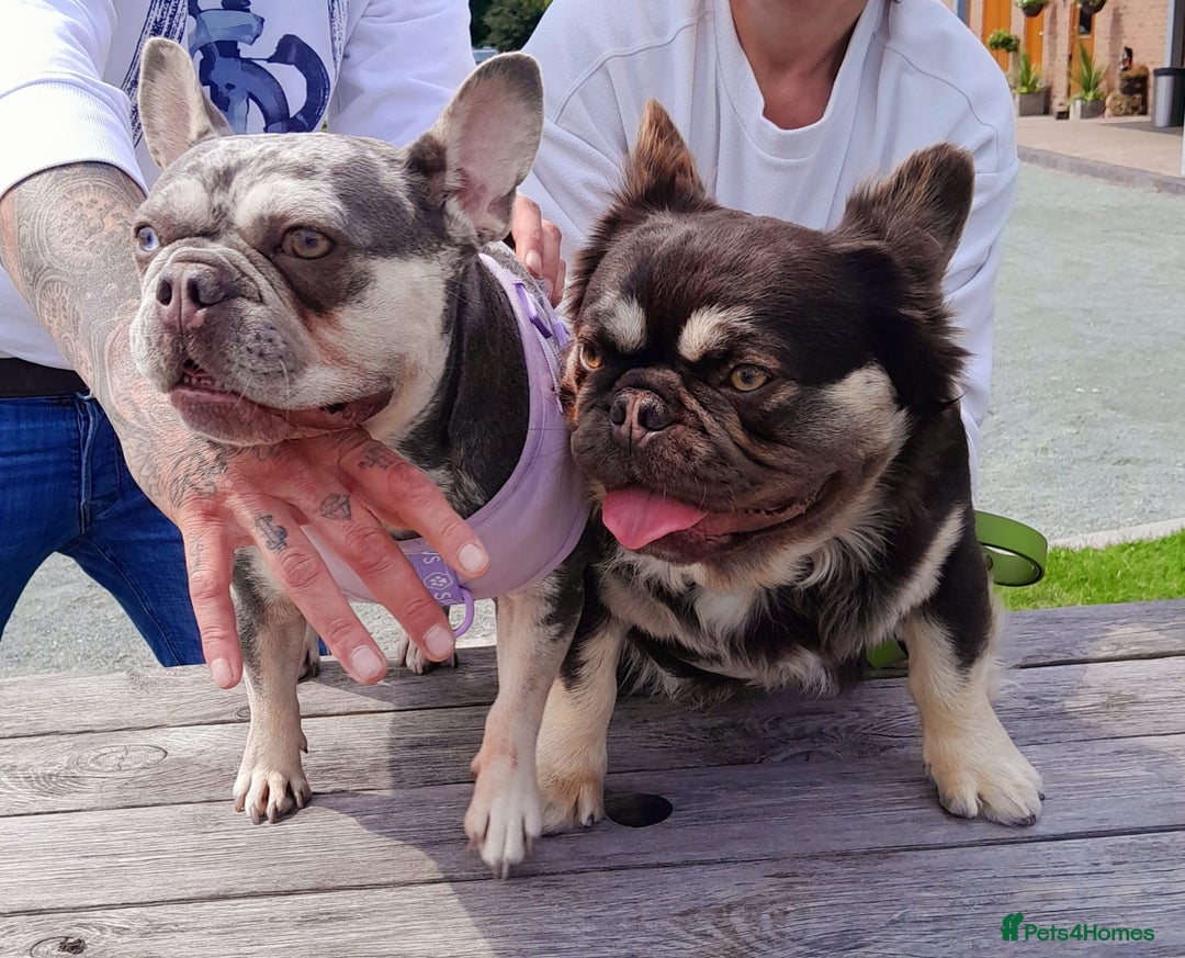 French Bulldog dogs for sale: French bulldog , merle, platinum, fluffy carriers. - Image 34