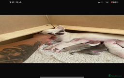 Chihuahua dogs for sale: ❤️Health tested tiny Chihuahua puppies❤️ - Image 18
