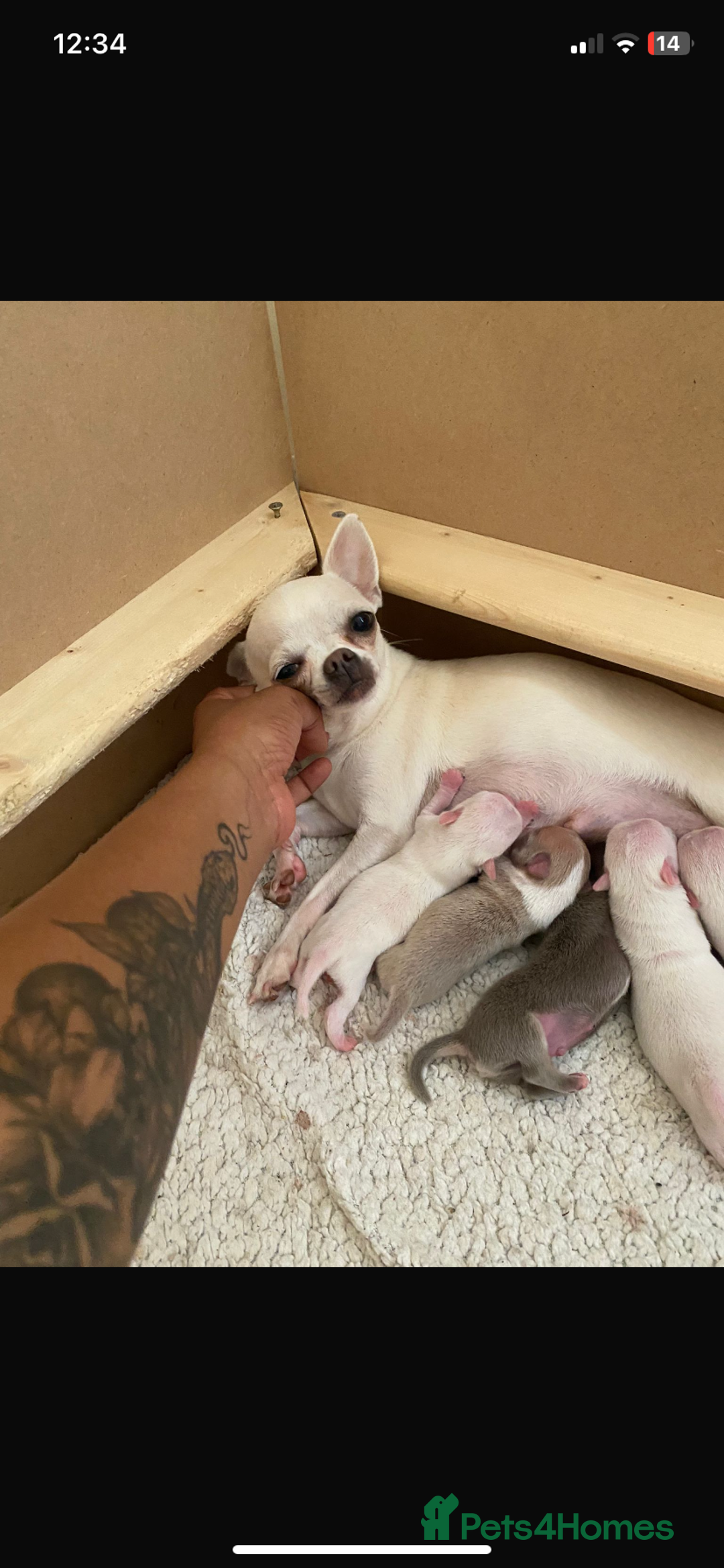 Chihuahua dogs for sale: ❤️Health tested tiny Chihuahua puppies❤️ - Image 18