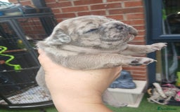 French Bulldog dogs for sale: Stocky frenchys 🏡😍 - Image 1