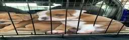 Olde English Bulldogge dogs for sale: Olde English bulldog 5 gen of health genetic clear - Advert 14