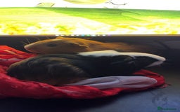 Guinea Pig rodents for sale: 2 MALE GUINEA PIGS £45+cage and accessories - Image 2