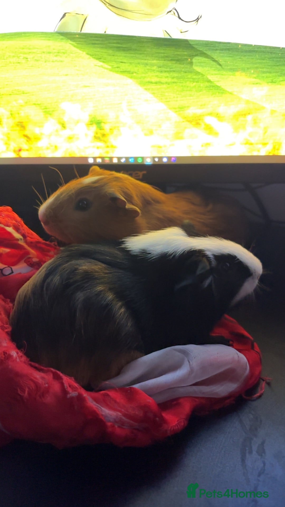 Guinea Pig rodents for sale: 2 MALE GUINEA PIGS £45+cage and accessories - Image 2