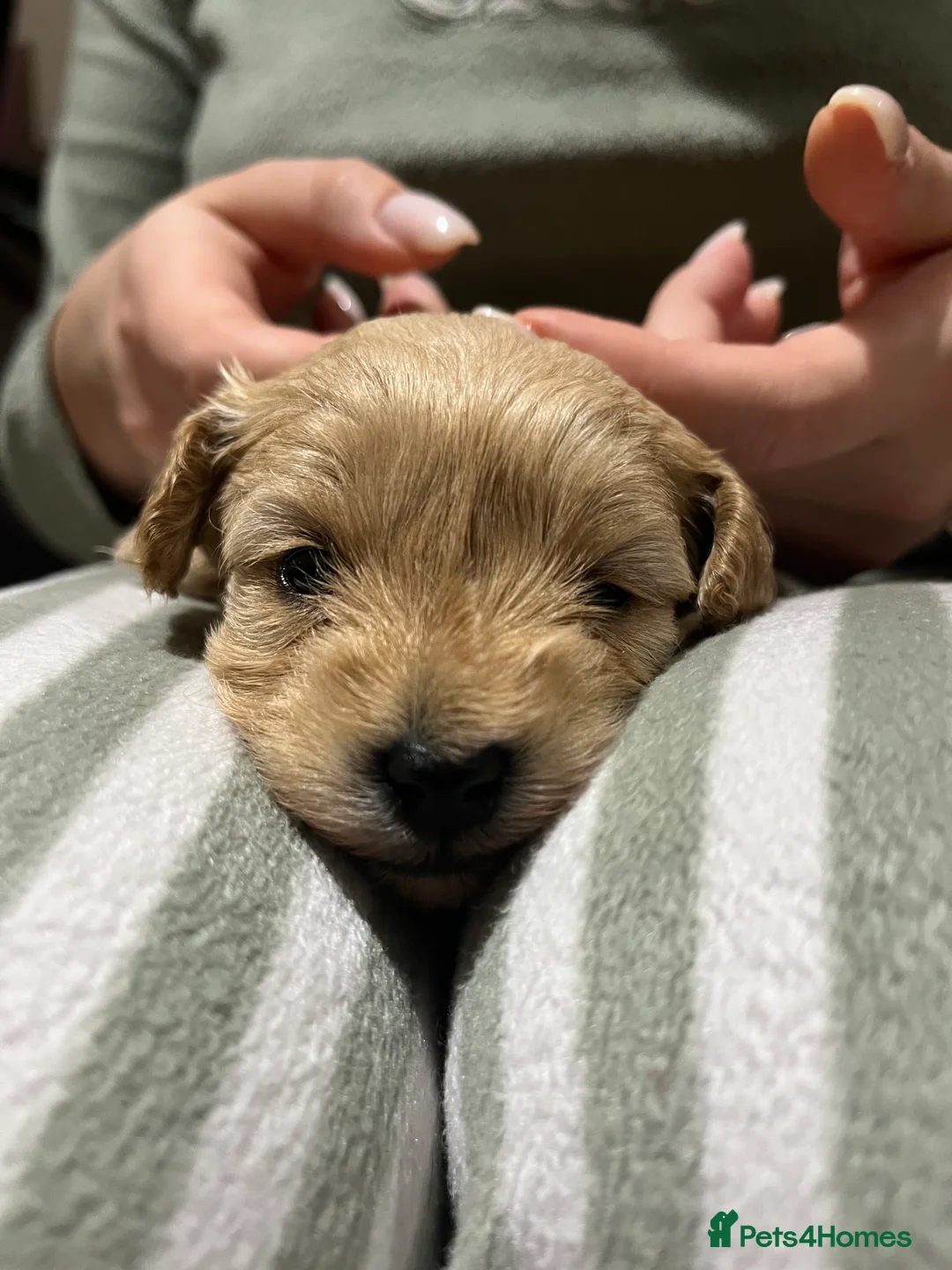 Maltipoo dogs for sale: Pure Maltipoo Puppies   - Advert 11