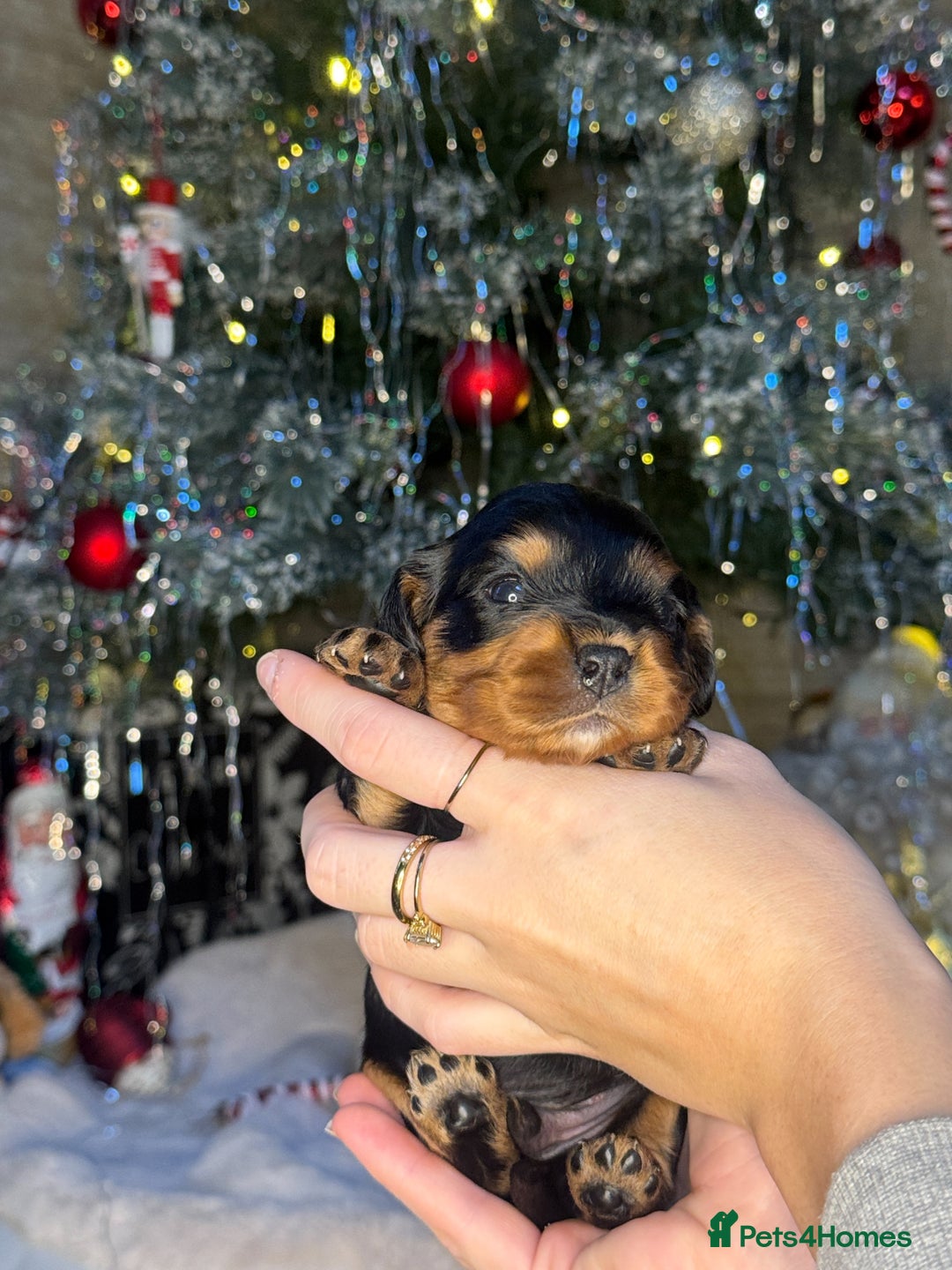 Cavalier King Charles Spaniel dogs for sale: Beautiful pups DNA HEALTH TESTED parents  - Advert 13