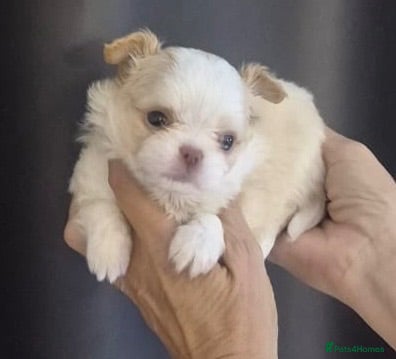 Chihuahua dogs Beautiful kc-reg longcoat Chi-babies 💖🌟💖 - Advert 2