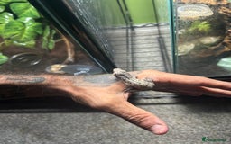 Gecko reptiles for sale: Leachi gecko  - Image 3
