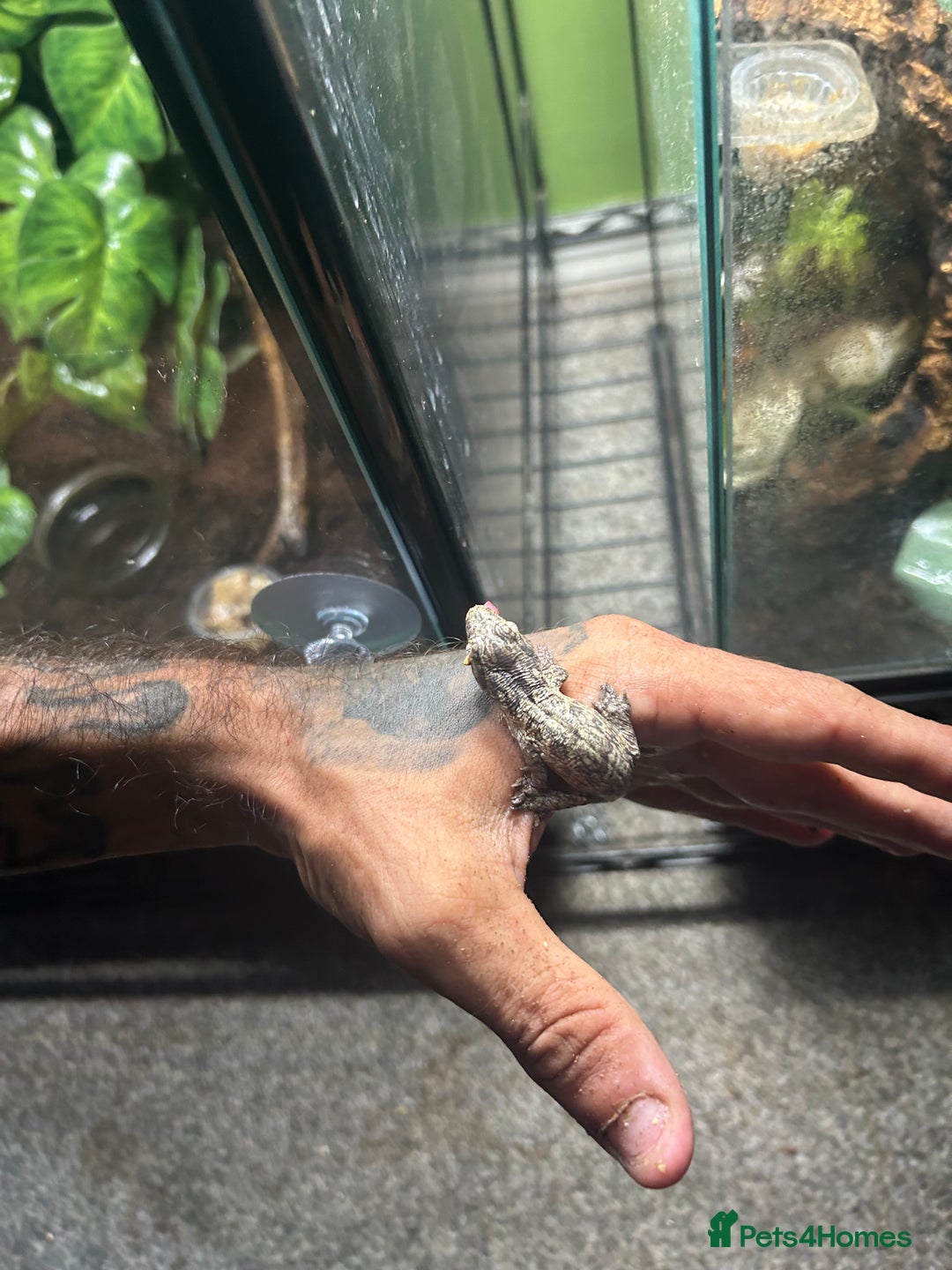 Gecko reptiles for sale: Leachi gecko  - Image 3