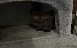 Mixed Breed cats for sale: British Shorthair X - Image 3