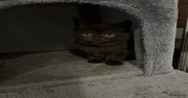 Mixed Breed cats - Advert 4