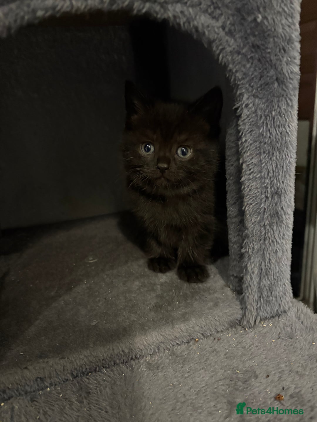 Mixed Breed cats for sale: British Shorthair X - Image 3