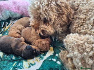 Mixed Breed dogs (Mum) Miniture aust labradoodle (dad) cockapoo - Advert 1