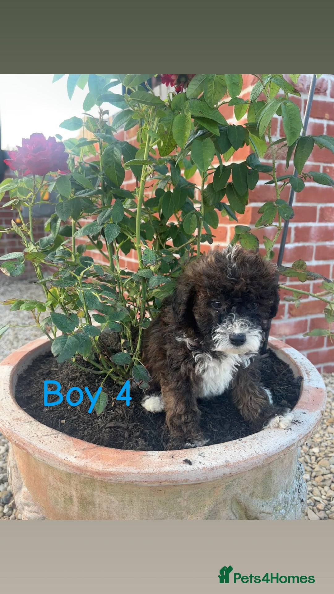 Jackapoo dogs for sale: 🩵jackapoos 👀for there forever 🏡🩵 - Image 4