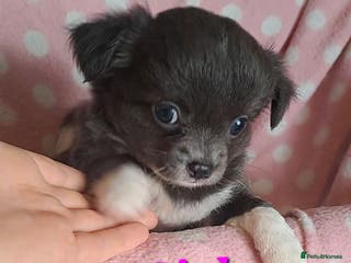 Chihuahua dogs Long Coat Chihuahua puppies for sale - Advert 10