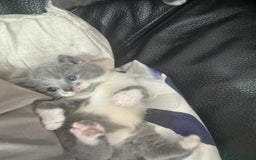 British Shorthair cats for sale: British short hair cross kittens for sale - Image 3