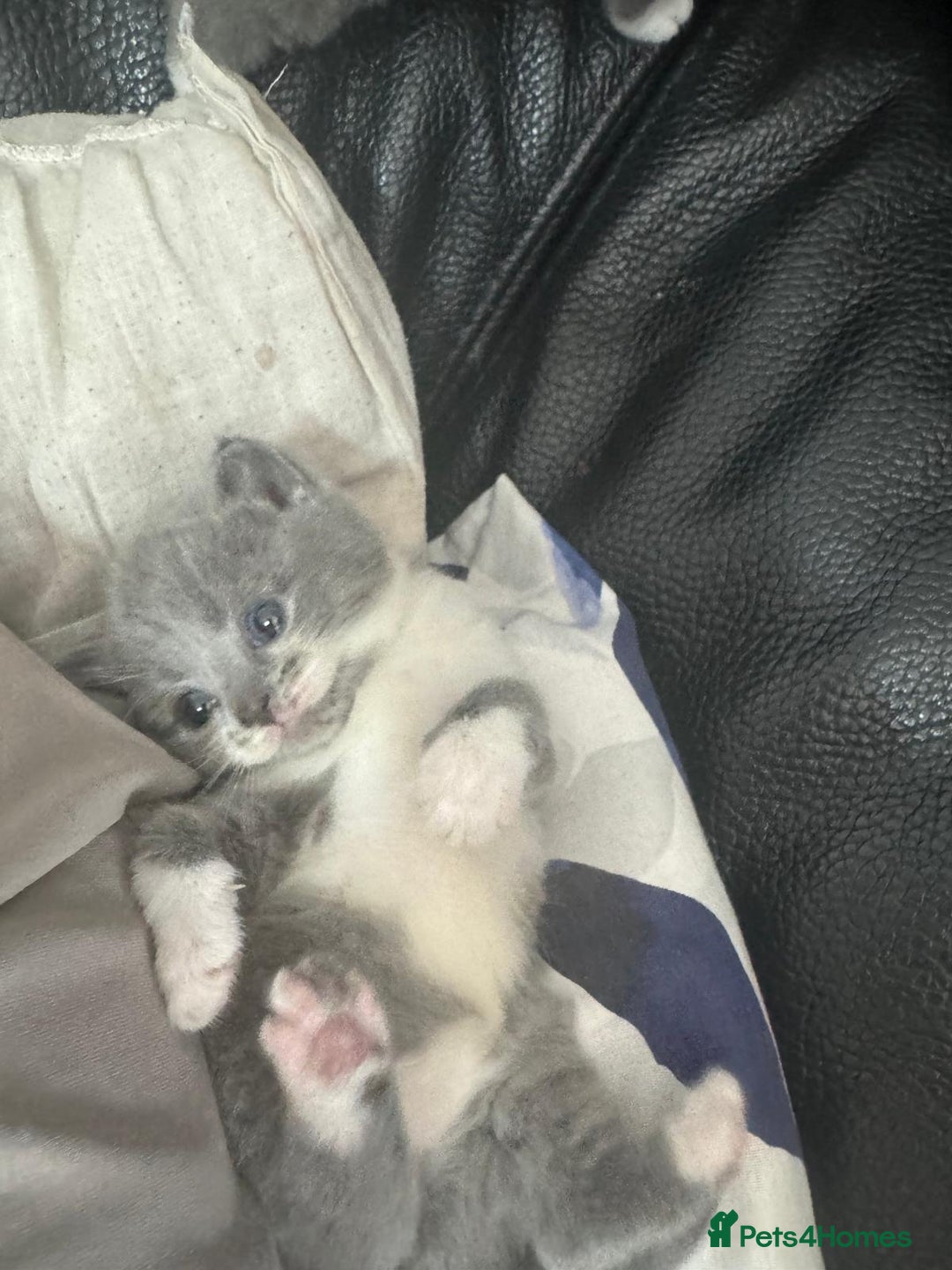 British Shorthair cats for sale: British short hair cross kittens for sale - Image 3