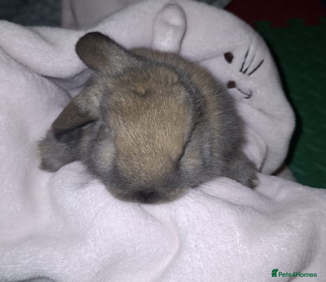 Mini Lop rabbits for sale: Mini Lops - Advert 2