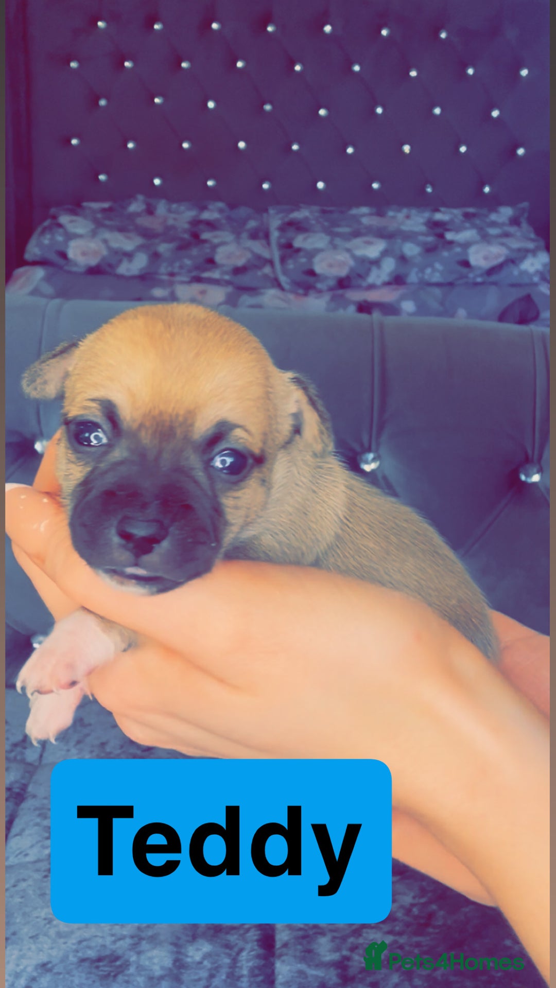 Mixed Breed dogs for sale: Chihuahua puppies  - Image 14