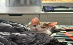 Mixed Breed cats for sale: Miss Amelia and Caroline  - Image 2