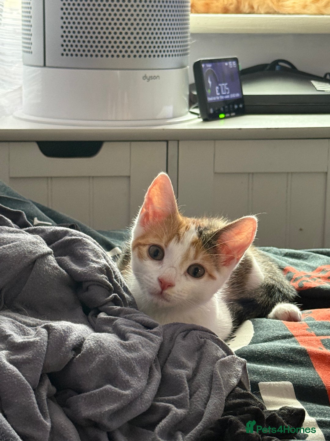 Mixed Breed cats for sale: Miss Amelia and Caroline  - Image 2