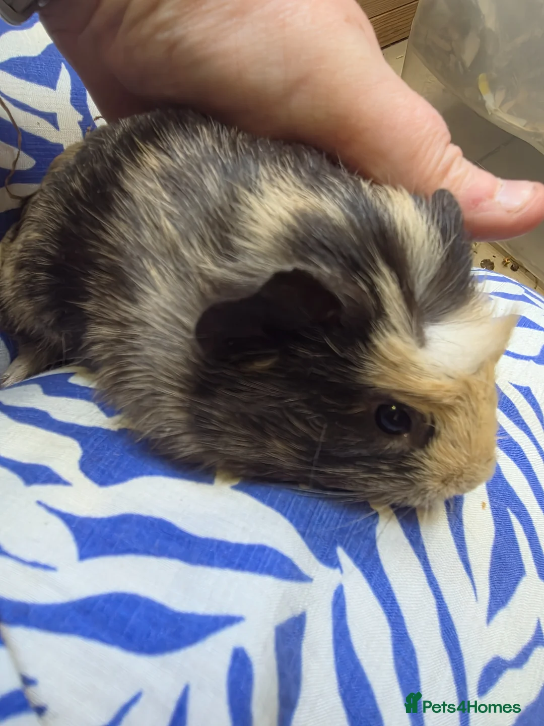 Guinea Pig rodents for sale: Female guinea pigs  - Advert 2