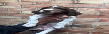 English Springer Spaniel 1