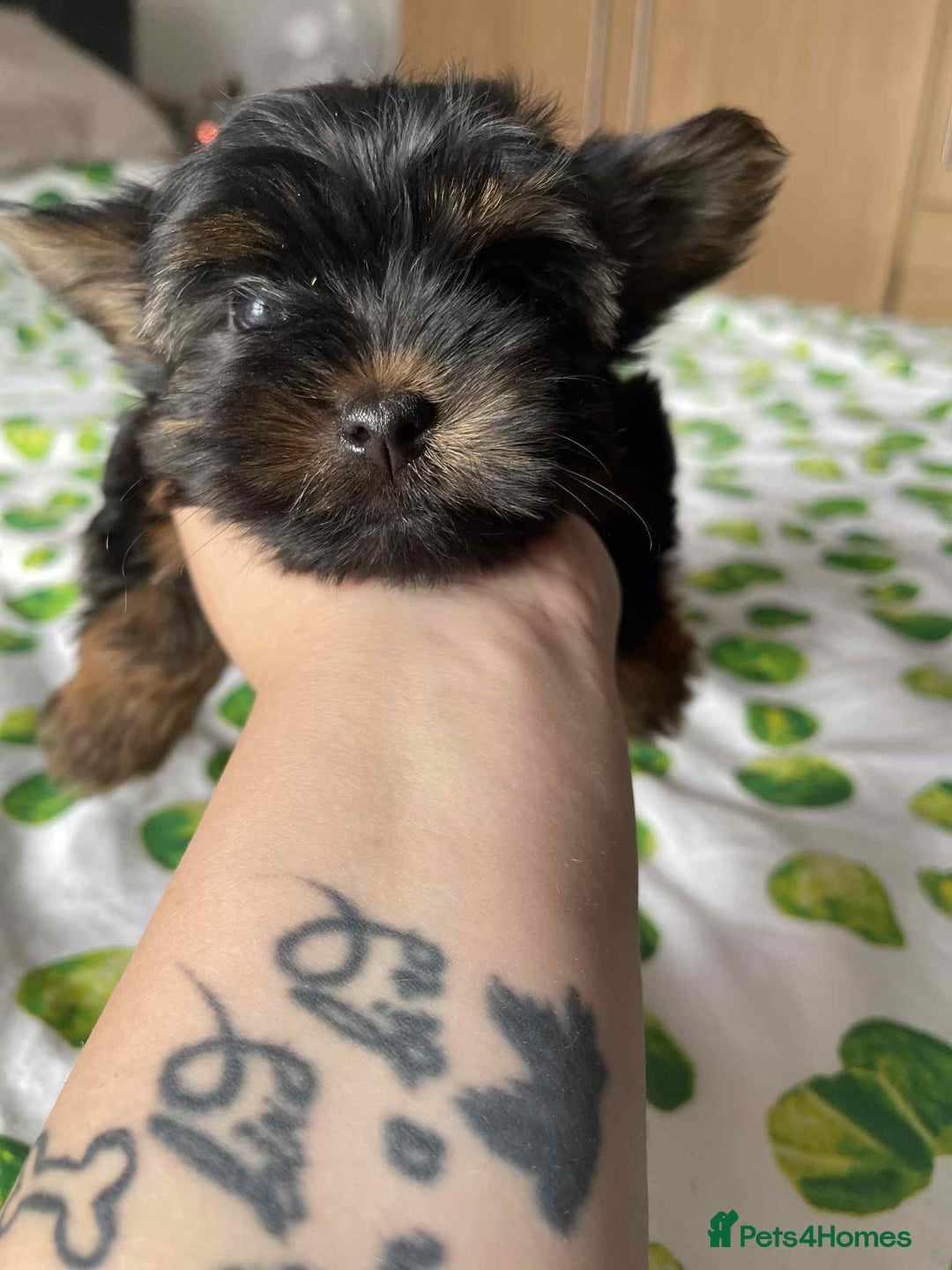 Yorkshire Terrier dogs for sale: 6 lovely Yorkshire puppies  - Image 11
