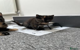 Mixed Breed cats for sale: Mixed breed domestic and Scottish fold  - Image 2