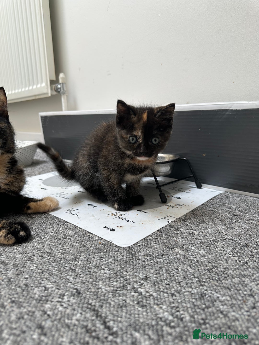 Mixed Breed cats for sale: Mixed breed domestic and Scottish fold  - Image 2